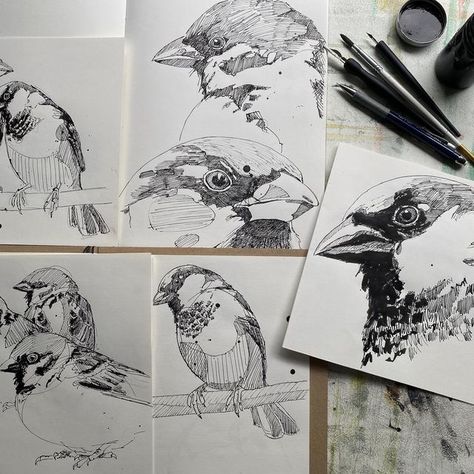 Bird Pen Drawing, Bird Study Drawing, Bird Hatching Drawing, Jenny Mccabe, Jenny Mccabe Collagraph, Contemporary Printmaking, Sketch Study, Stamp Print, Jennifer Mcguire Ink