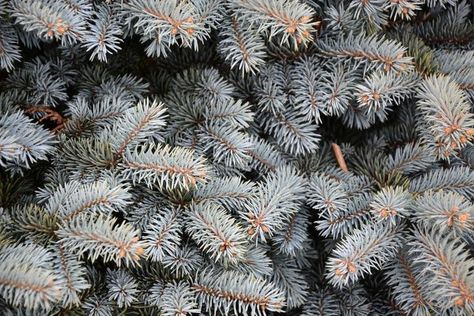 Branches of blue fir tree royalty free stock photo Blue Spruce Tree, Colorado Spruce, Trendy Candle, Conifer Forest, Garden Meadow, Colorado Blue Spruce, Contemporary Candles, Picea Pungens, Spruce Trees