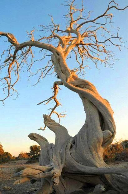 Cool Trees, Weird Trees, Amazing Trees, Twisted Tree, Beautiful Trees, Old Trees, Ancient Tree, Tree Photography, Unique Trees