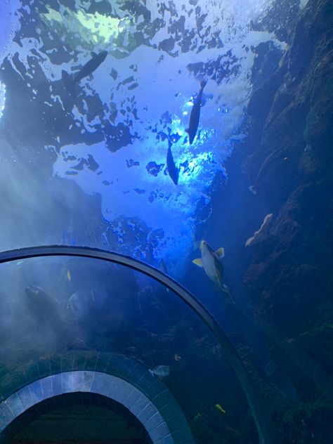 Dallas World Aquarium Aquarium Tunnel, Dallas Aquarium, Dallas World Aquarium, Funny Short Clips, Short Humor, Funny Short, Dallas, Funny, Quick Saves