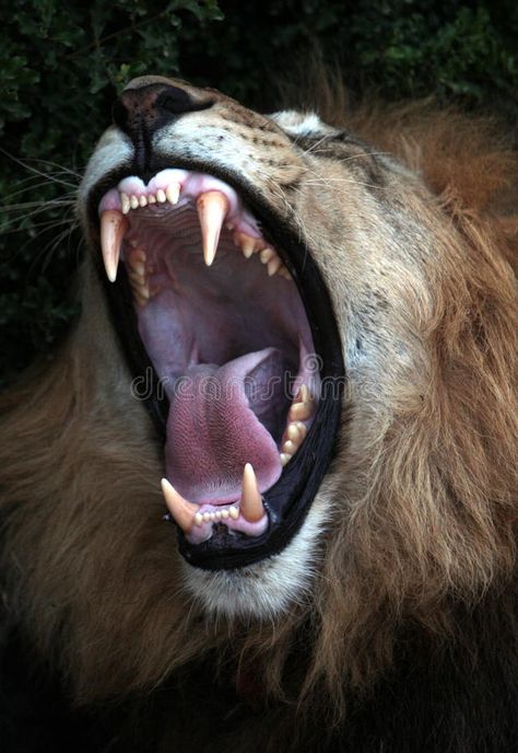 Big black maned lion shows off his teeth. A large male lion shoes off his teeth #Sponsored , #affiliate, #Sponsored, #maned, #Big, #male, #lion Black Maned Lion, Lion Teeth, Hr Ideas, Curiosity Killed The Cat, Black Lion, Lion Images, Male Lion, Lion Mane, Carousel Horses