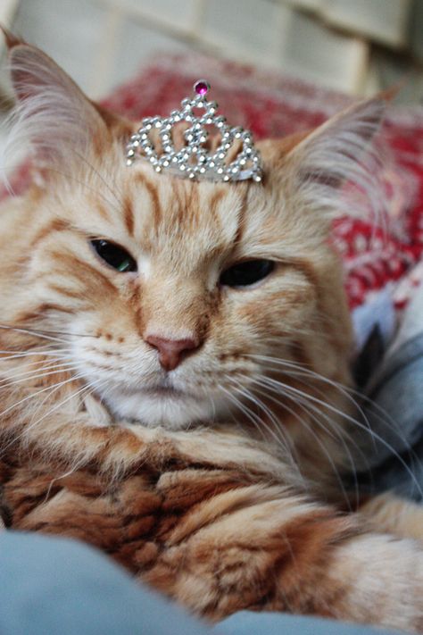 Aunt Peaches, Princess Kitty, Tyra Banks, Orange Tabby Cats, Orange Cats, Ginger Cats, Orange Cat, Cats Meow, Pretty Cats