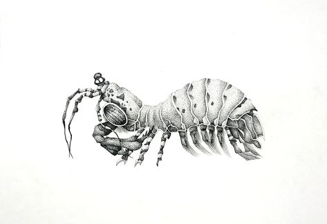 Peacock Mantis Shrimp Drawing, Mantis Shrimp Tattoo, Mantis Shrimp Drawing, Sealife Drawing, Shrimp Tattoo, Shrimp Drawing, Biology Tattoo, Peacock Mantis Shrimp, Mantis Shrimp