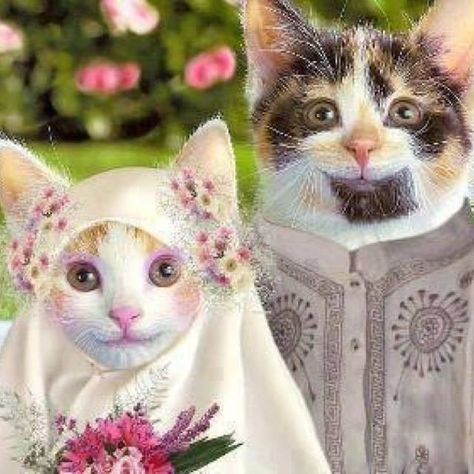 Wedding portrait of Muslim cats. Funny Cat Names, Cat Expressions, Wallpaper Hp, Lion Wallpaper, Cat Model, Funny Animal Quotes, Kitten Love, Cats Love, Cat Fashion