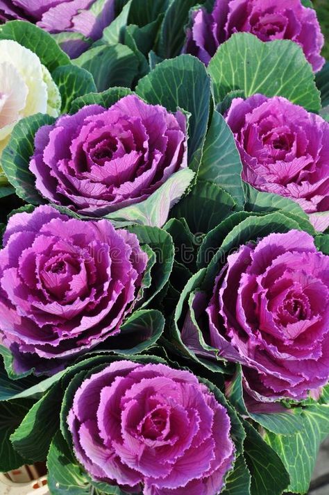 Cabbage Flowers Plants, Brassica Flower, Flowering Cabbage, Easter Shoot, Shrubs For Landscaping, Cabbage Flowers, Flowers Bunch, Brassica Oleracea, Ornamental Cabbage