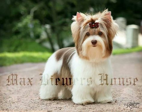 Would Love to Have a Briewer or Party Yorkie! So Beautiful! Biewer Yorkie Haircut, Biewer Terrier Haircut, Yorkies Puppies, Yorkie Terrier Full Grown, Biewer Yorkshire, Yorkie Cuts, Parti Yorkie, Parti Yorkies, Biewer Terrier