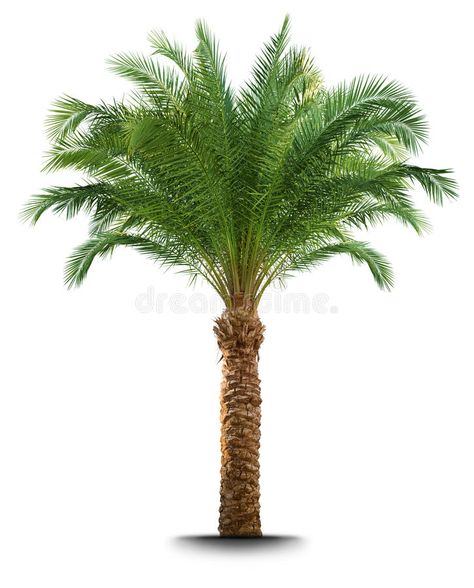 Palm tree. Isolated on white background , #AFFILIATE, #tree, #Palm, #Isolated, #background, #white #ad Palm Tree Images, Palm Tree Png, Palm Tree Pictures, Tree Photoshop, Light Bulb Crafts, Birthday Background Design, Tree Photos, Tree Palm, Tree Png