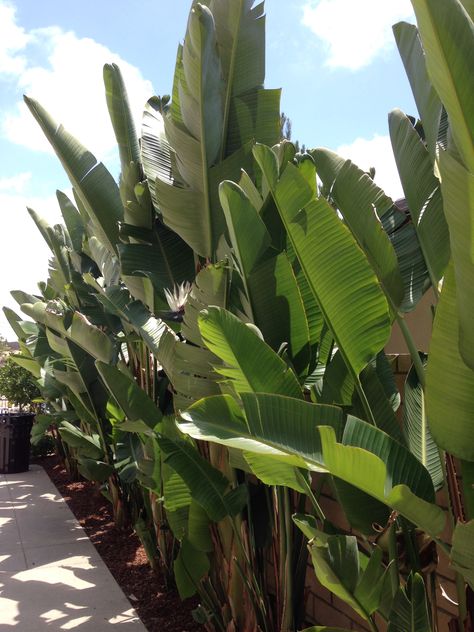 landscape, giant birds of paradise #altadelmar Banana Palm Garden, Strelitzia Nicolai Outdoor, Privacy Palms, Palms For Privacy, Giant Bird Of Paradise Landscape, Tropical Screening Plants, Banana Leaf Plant Outdoor, Travelers Palm Landscape, Hedge Along Fence