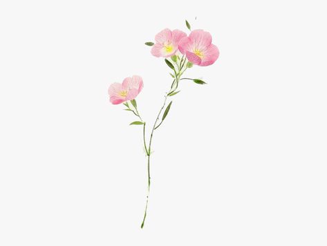 Primrose Watercolor, Harper Tattoo, Wall Decor Painting Ideas, Mine Tattoo Ideas, Primrose Tattoo, Pink Evening Primrose, Mine Tattoo, Flower Png Transparent, Pink Primrose