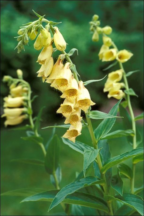 Digitalis Grandiflora, Gardening Notes, Shade Plants, House Garden, Photo Reference, Planting, Garden Plants, Geometry, Home And Garden