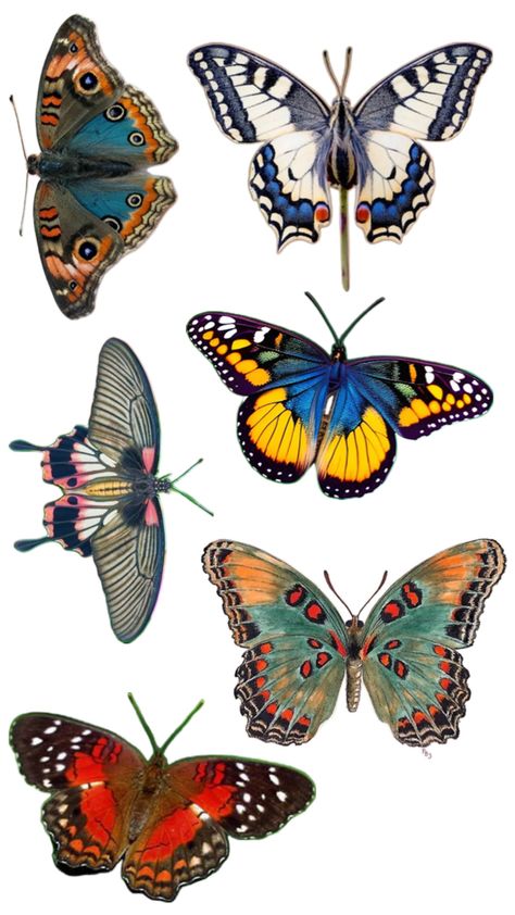 Butterflies Reference, Moth Images, Butterfly Reference, Butterfly Collage, Butterfly Colorful, Types Of Butterflies, Butterfly Photography, Beautiful Butterfly Pictures, Butterfly Art Painting