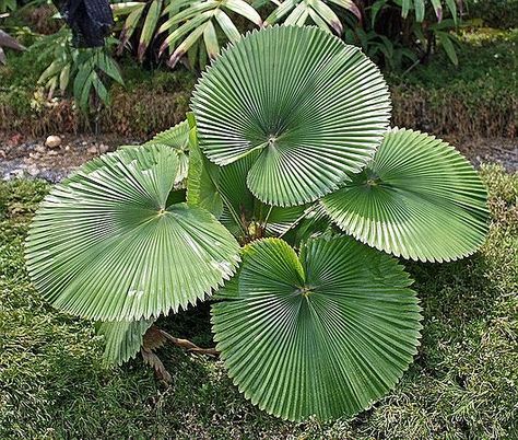 Licuala Cordata, Palm Trees Landscaping, Flower Tropical, Bonsai Flower, Rare Seeds, Fan Palm, Forest Garden, Unusual Plants, Biome