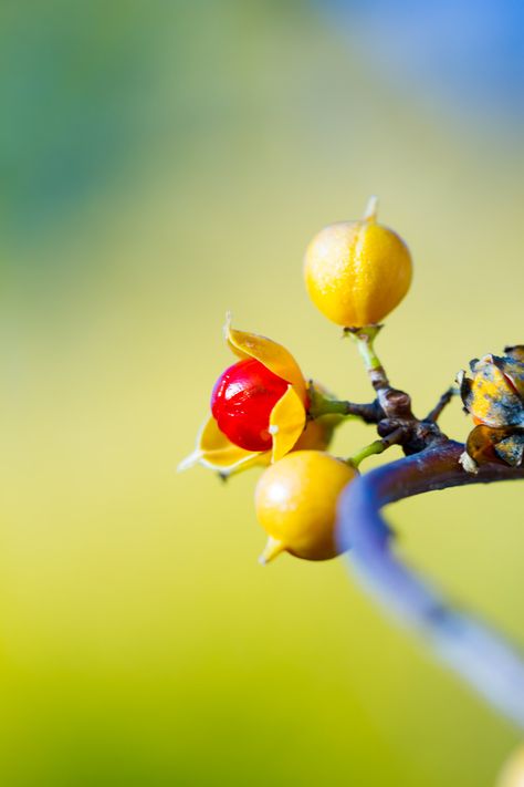 Autumn-Fruits | Baumwürger - Celastrus orbiculatus | Stefan Matulla | Flickr Fall Fruits, Beautiful Flowers, Fruit, Stuffed Peppers