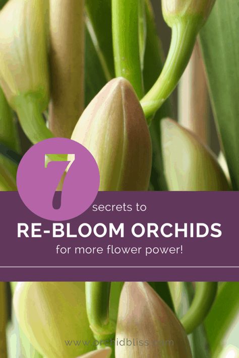 How To Make My Orchid Bloom Again, How To Get An Orchid To Bloom Again, How To Get Orchids To Bloom Again, Phaleonopsis Orchids, Orchid Rebloom, Cymbidium Orchids Care, Orchid Growing, Orchids Care, Repotting Orchids