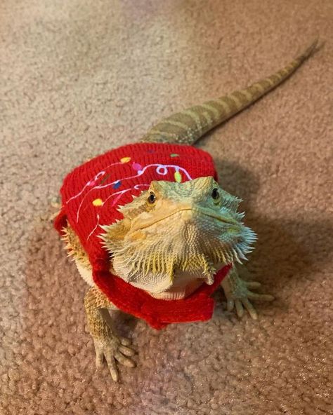 Cute Bearded Dragon, Bearded Dragon Cute Funny, Bearded Dragon Aesthetic, Bearded Dragon Outfits, Birded Dragons Lizard, Bearded Dragon Costumes, Red Bearded Dragon, Aesthetic Bearded Dragon, Bearded Dragon Dressed Up