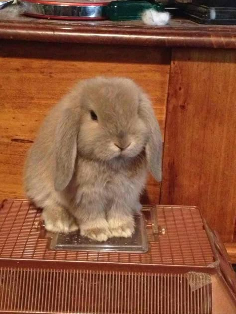 Just sitting there looking all cute! Bunny Sitting, Pet Bunny Rabbits, Beautiful Rabbit, Cute Bunny Pictures, Pet Bunny, Baby Animals Pictures, Bunny Pictures, Funny Bunnies