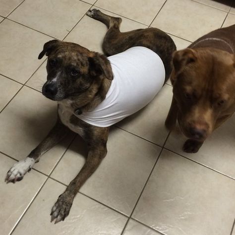 Spayed Dog Recovery Shirt Diy, Dog Spay Recovery, Dog Shirt Diy, Recovery Shirts, Dog Spay, Dog Clothes Diy, Easy Face Masks, Dog Crafts, Tie Shirt