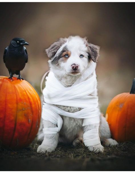 Halloween Pictures With Dogs, Dog Halloween Pictures, Halloween Dog Photoshoot Ideas, Dog Photoshoot Halloween, Halloween Puppy Photoshoot, Halloween Dog Photography, Dog Ghost Photoshoot, Dog Fall Photoshoot, Dog Halloween Photoshoot