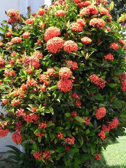 Ixora Prince of Orange. Evergreen. Warm low sun. Dry soil between watering to contstantly moist. 2m x 2m. Orange Flowering Shrubs, Mexican Orange Blossom Hedge, Philadelphus Virginal Mock Orange, Small Orange Flowers, Compound Design, Mock Orange Shrub, Buttercup Cottage, Prince Of Orange, Tropical Landscape Design