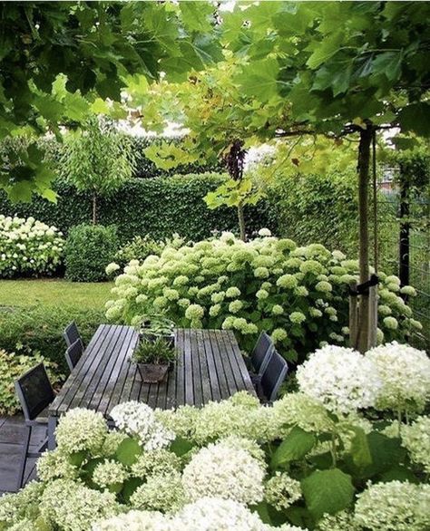 hydrangeas Hortensia Annabelle, Diy Garden Landscaping, Funny Vine, Unique Garden Art, Exquisite Gardens, Small Garden Ideas, Hydrangea Garden, Garden Inspo, Have Inspiration