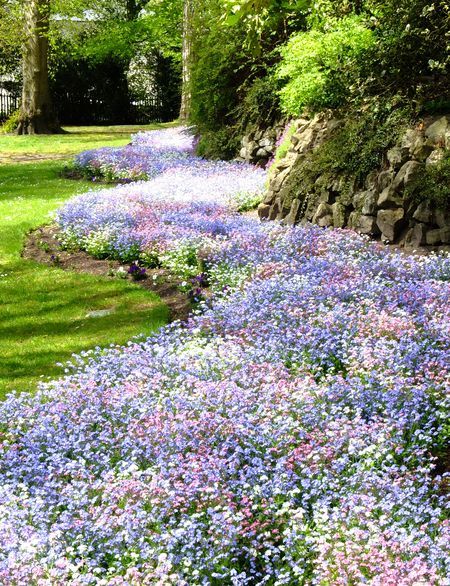 River of Forget-Me-Nots, Swindon Backyard Flowers, White Plants, Plants Garden, Forget Me Nots, Gorgeous Gardens, Garden Cottage, The Grass, Shade Garden, Garden Paths