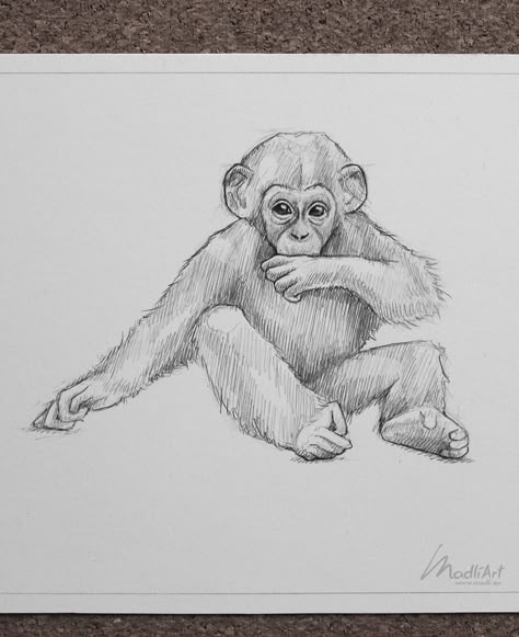 My Sketchbook Art Portfolio I Endangered Vulnerable Threatened Species Animals I Art Ideas Sketches I Pencil Drawings I Chimp Chimpanzee Ape Monkey Baby Wildlife Artwork I instagram @madliart www.madli.eu Ape Drawing Sketch, Endangered Animals Drawing, Monkey Drawing Realistic, Sketchbook Ideas Animals, Pencil Drawings Of Animals Wildlife, How To Draw Monkey, Chimpanzee Sketch, How To Draw A Monkey, Pencil Drawing Of Animals