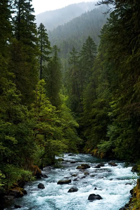 Washington Woods Aesthetic, National Park Wallpaper, Forest With River, Forested Mountains, Washington Forest, Calming Backgrounds, Magical Landscapes, Calming Nature, Have A Magical Day