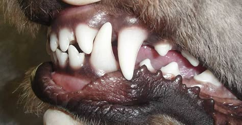 Werewolf Fangs Aesthetic, Canines Teeth, Fangs Aesthetic, Werewolf Fangs, Teeth Aesthetic, A Feast For Crows, House Of Wolves, Aesthetic Blog, Goosebumps Books