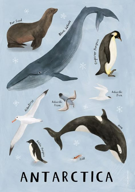 Penguin Illustration, Images Of Animals, Africa Animals, Pole Nord, Nordic Poster, Kid's Bedroom, Bedroom Space, Favorite Animals, Kids Wall Decor