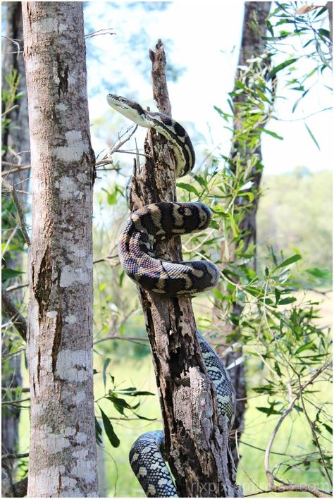 Climbing Trees, Animal Reference, S Logo, Snakes, Bird Feeders, Garden Sculpture, Climbing, Trees, Sculpture