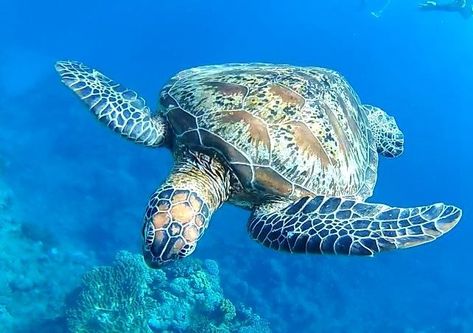 Things To Do In Barbados, Swim With Turtles, Barbados Food, Barbados Vacation, Camera Zoom, Barbados Travel, United Kingdom Travel, Australian Wildlife, Netherlands Travel