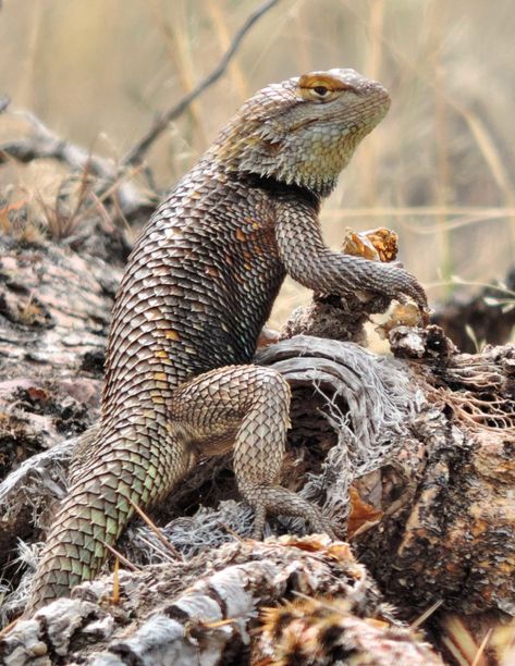 Desert Spiny Lizard – Tucson Herpetological Society Spiny Lizard, Warrior Cats Clans, Desert Lizards, Lizard Dragon, Large Lizards, Desert Animals, University Of New Mexico, Desert Life, Sonoran Desert