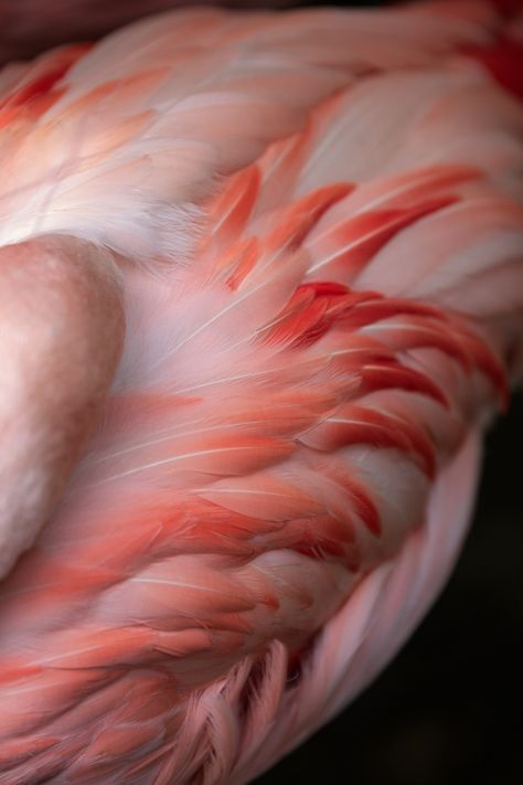 Pink Feathers Aesthetic, Pink Feather Aesthetic, Feathers Aesthetic, Winged Man, Feather Crafts, Red Feather, Handmade Decor, Rose Pale, Pink Feathers