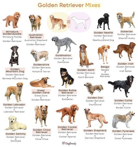 Dog Types Chart, Golden Retriever Food Chart, Dog Chart Breed, Where To Pet A Dog Chart, List Of Dog Breeds, Dog Breeds Chart, Dog Types, Dog Infographic, Golden Retriever Mix