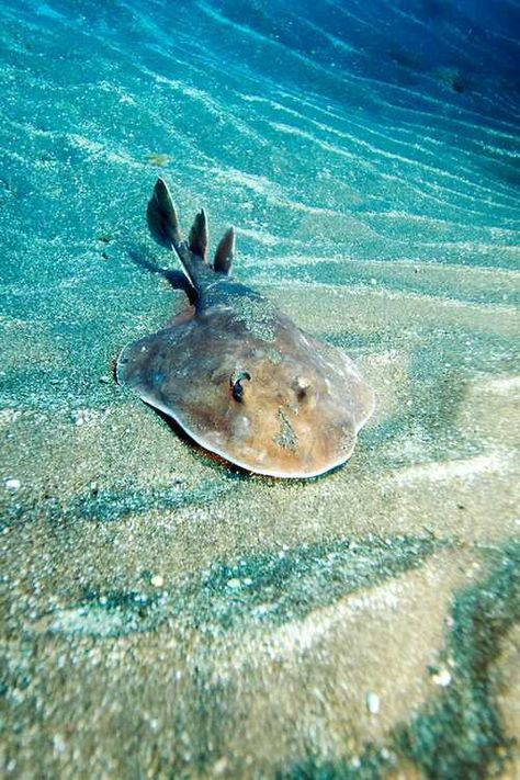 electric ray Electric Ray, Beneath The Sea, Animal Agriculture, Dead Fish, Life Aquatic, Shallow Water, Water Animals, On The Ocean, Underwater Creatures