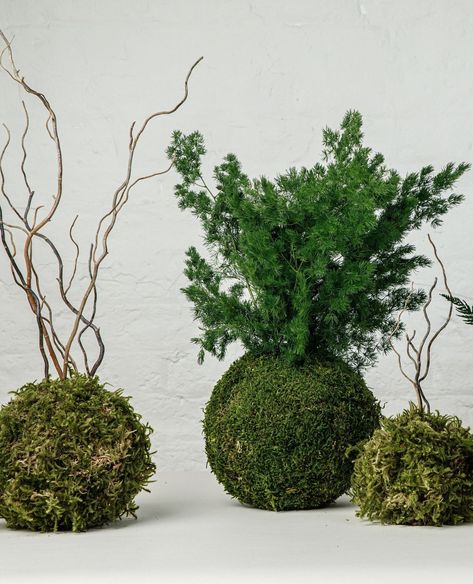 Plant inspiration: Preserved Kokedamas 🌿⁠ ⁠ Kokedamas are moss balls originating from Japan, 'koke' meaning moss and 'dama' meaning ball in Japanese. These plants are wrapped in a ball of soil and moss, then held together with string. Usually kokedamas consist of living plants, but our preserved kokedamas need no care whatsoever - just leave them be and they'll carry on being gorgeous! Perfect as a one off, or make a statement by grouping them together ✨️⁠ .⁠ .⁠ .⁠ .⁠ .⁠ #officedesign #worksp... Moss Design, Plant Inspiration, Moss Ball, Moss Balls, Branch Decor, Big Balls, Flower Ideas, Tree Wedding, Just Leave