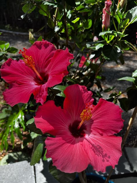 Huge pink hibiscus blooms grown in Florida. Hibiscus Flower Reference, Chinese Hibiscus Flower, Hibiscus Flower Garden, Hibsuci Flower, Hibiscus Flowers Aesthetic, Hybiscis Flower, Hisbusic Flower, Hibiscus Flower Plant, Aesthetic Hibiscus