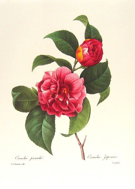 Redoute Art Flowers, Fruits | Nina | Flickr Redoute Flowers, Watercolour Tattoo Men, Camelia Japonica, Illustration Botanique Vintage, Pink Botanical, Tattoo Rose, Antique Botanical Print, Botanical Illustration Vintage, Illustration Botanique