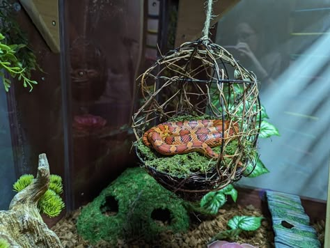 Do you wish to provide toys for your pet snake? These are 25 ideas for enrichment activities and snake toys that you could try. Snake Tank Setup Ideas, Cute Snake Enclosure, Snake Enrichment Ideas, Snake Enclosure Ideas Diy, Snake Setup, Corn Snake Enclosure Ideas, Snake Enclosure Ideas, Snake Enrichment, Gecko Vivarium