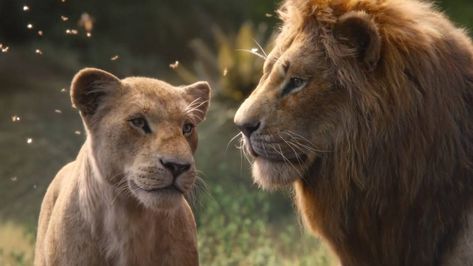 Lion King Remake, Le Roi Lion Disney, Watch The Lion King, Lion King Movie, Timon And Pumbaa, Il Re Leone, Prince Caspian, Simba And Nala, The Jungle Book