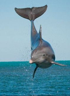 Bottlenose Dolphins Sea Mammal, Bottlenose Dolphin, A Dolphin, Water Animals, Marine Mammals, Narwhal, Marine Animals, Ocean Creatures, Ocean Animals