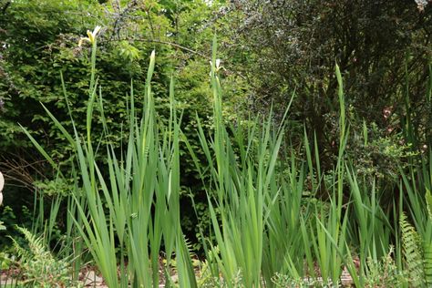 tall border plants iris Small Pink Flowers, Cool Color Palette, Border Plants, Herbaceous Perennials, Tea Break, Tall Plants, Chelsea Flower, Chelsea Flower Show, Flower Border