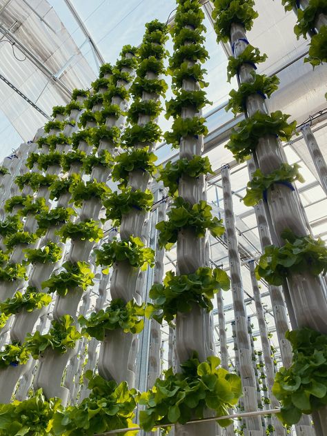 Vertical Greenhouse, Grow Tower, Traditional Greenhouses, Design Garden Ideas, Eden Green, Farming Technology, Modern Agriculture, Farming System, Farming Business