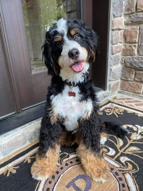 Bordoodle Full Grown, Curly Bernedoodle, Bernedoodle Teddy Bear Haircut, Saint Bernadoodle, Medium Bernedoodle, Bernedoodle Names, Mini Bernedoodle Full Grown, Bernedoodle Haircut Styles, Bernadoodle Mini