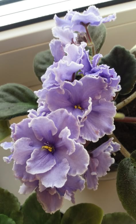 African violet African Violet Aesthetic, African Violet Flower, Coquette Flowers, Violet Aesthetic, Flower Types, Violet Flowers, Flower Collage, African Violet, Violet Flower