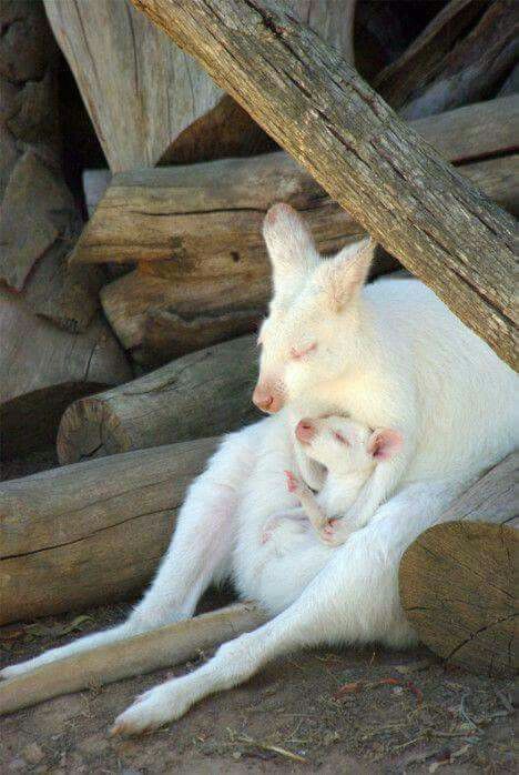 Albino kangaroo and her baby Albino Kangaroo, White Kangaroo, Rare Albino Animals, Baby Joey, Kangaroo Baby, White Animals, Wood Pile, Matka Natura, Albino Animals