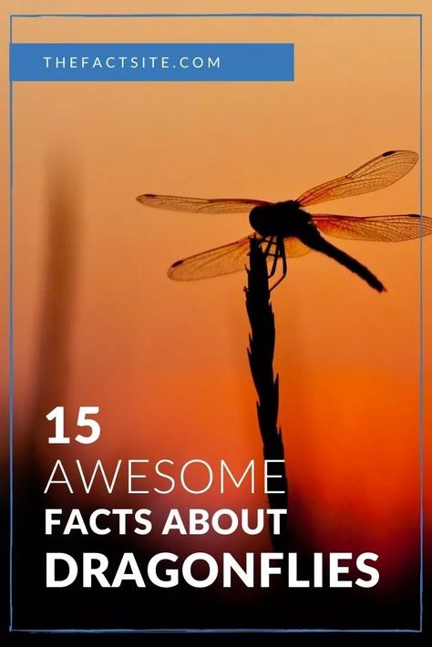 15 Awesome Facts About Dragonflies - The Fact Site Attracting Dragonflies, Dragonfly Meaning Spiritual, Dragonfly Habitat, Dragonfly Facts, Dragonfly Meaning, Dragonfly Eyes, Wildlife Facts, Dragonfly Larvae, Dragon Flys