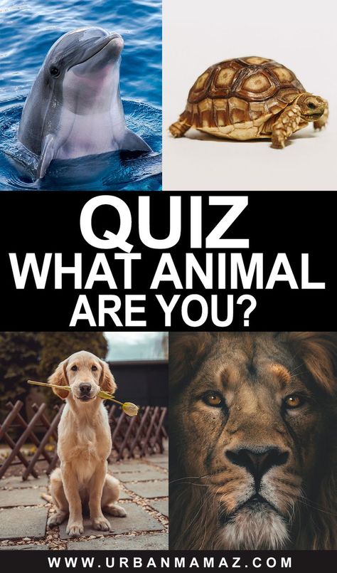 Quiz what animal are you What Type Of Animal Are You, Which Animal Are You Quiz, Animal Personality Types, Animagus Ideas, What Squishmallow Are You Quiz, Which Animal Are You, What Animal Am I Quiz, Prettiest Animals, What Animal Am I