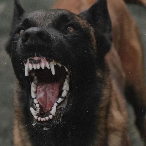 Dog Growling, Belgian Malinois Dog, Angry Dog, Malinois Dog, Scary Dogs, Huge Dogs, Pretty Dogs, Best Dog Breeds, Belgian Malinois