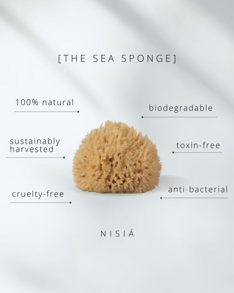 Eco Sponge, Natural Sea Sponge, Face Sponge, Sea Cucumber, Natural Sponge, Sea Sponge, Shower Sponge, Brand Ideas, Eyeliner Makeup